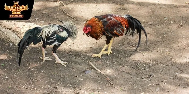 Giới thiệu sơ lược về đá gà cựa dao